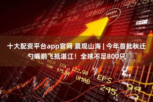 十大配资平台app官网 晨观山海 | 今年首批秋迁勺嘴鹬飞抵湛江！全球不足800只